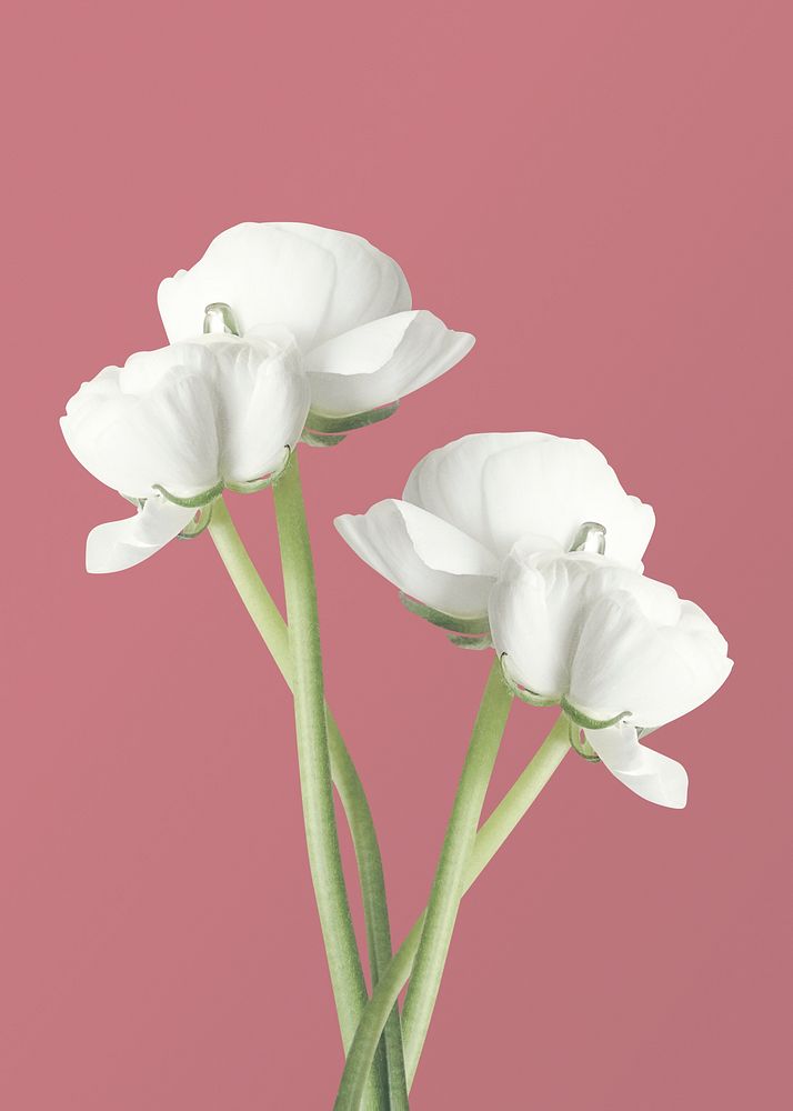 White ranunculus, spring flower clipart