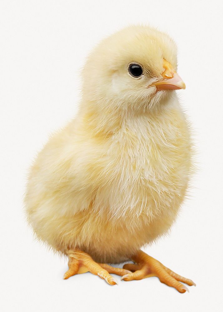Chick isolated on white, real animal design psd