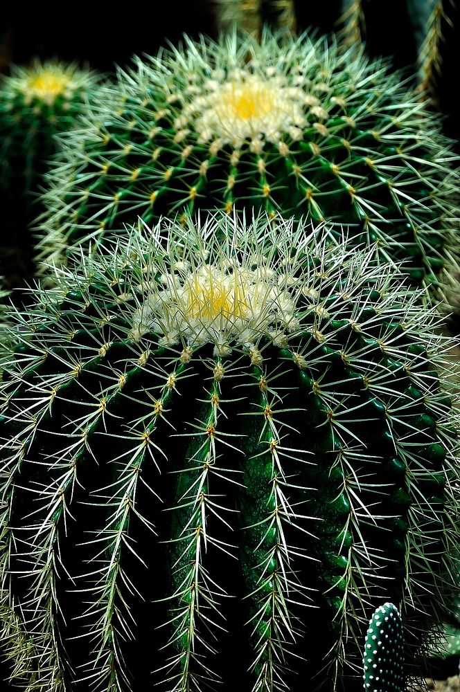 Free cactus image, public domain plant CC0 photo.