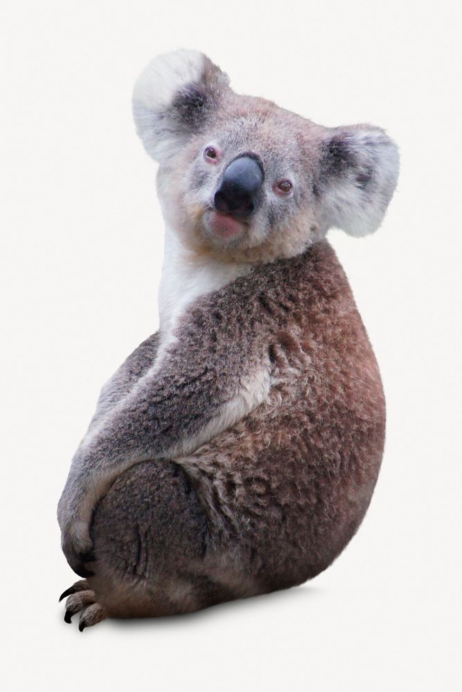 Cute koala isolated on white, real animal design psd