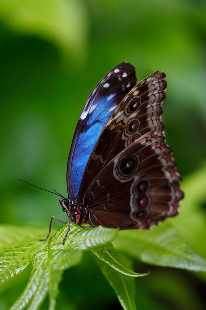 Free blue morpho butterfly image, public domain animal CC0 photo.