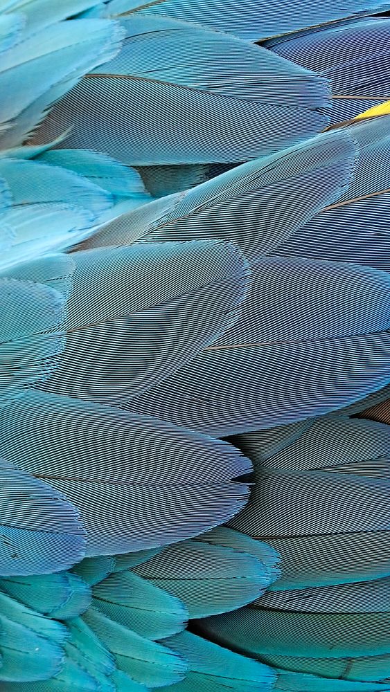 Parrot feathers texture phone wallpaper, high definition background