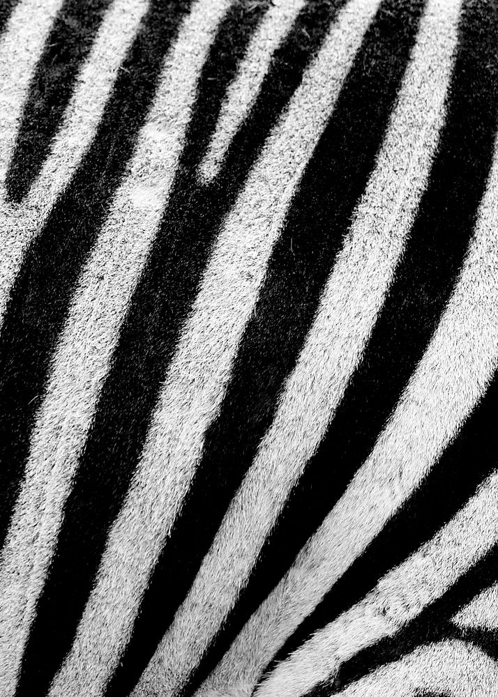 Stripe zebra skin pattern, animal close up background