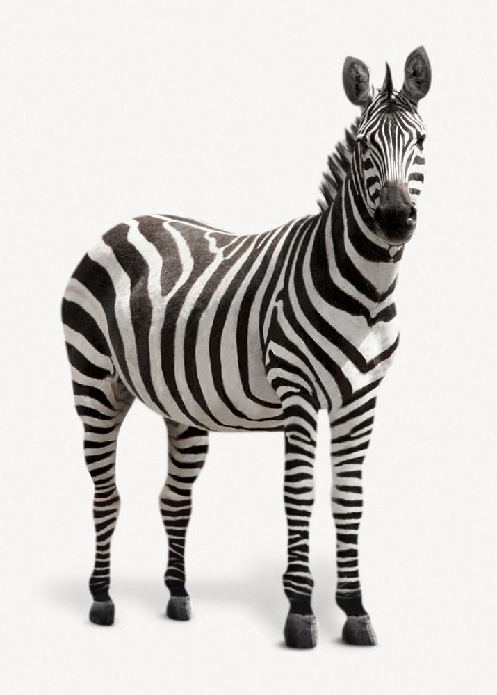 Zebra isolated on white, real animal design psd