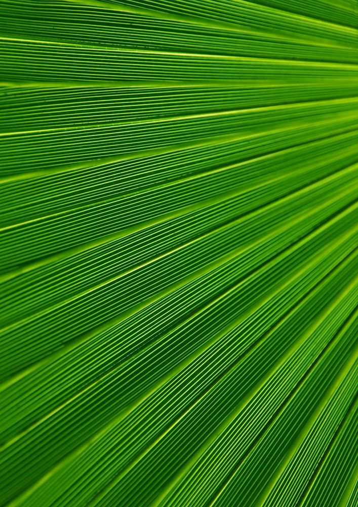Palm leaf close up background, nature design