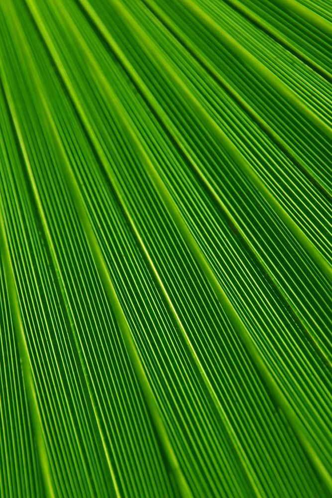 Palm leaf botanical texture background, close up design