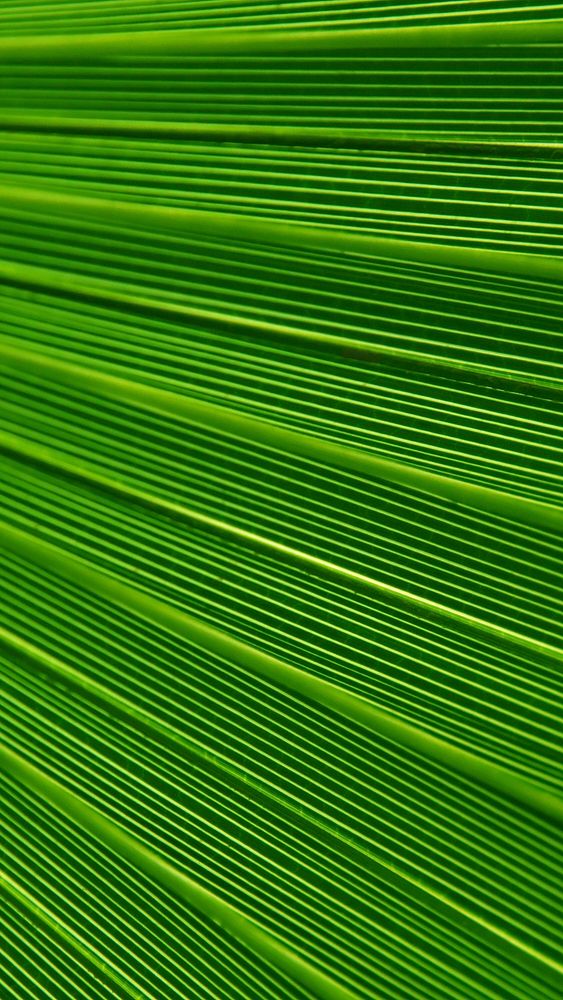 Palm leaf texture mobile wallpaper, abstract background