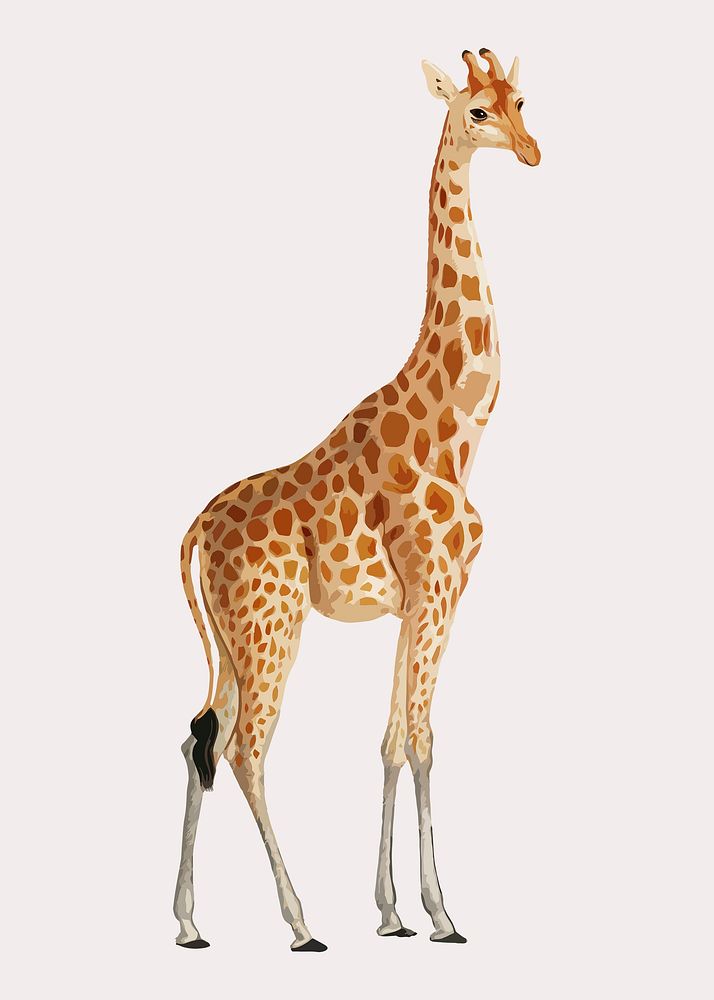 Giraffe animal collage element, aesthetic illustration psd