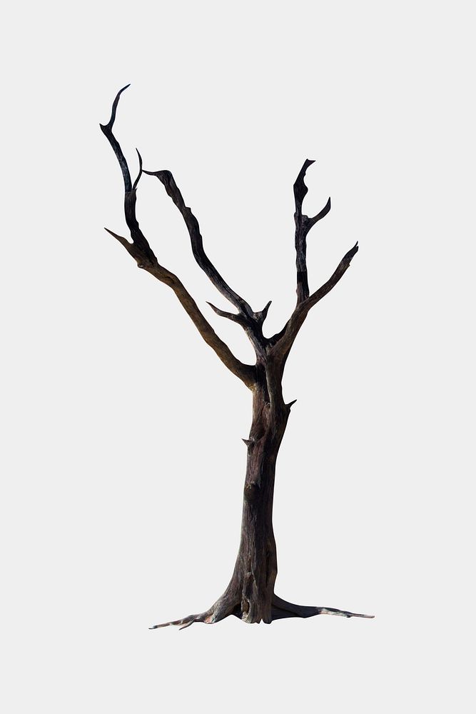 Naked tree isolated, nature design