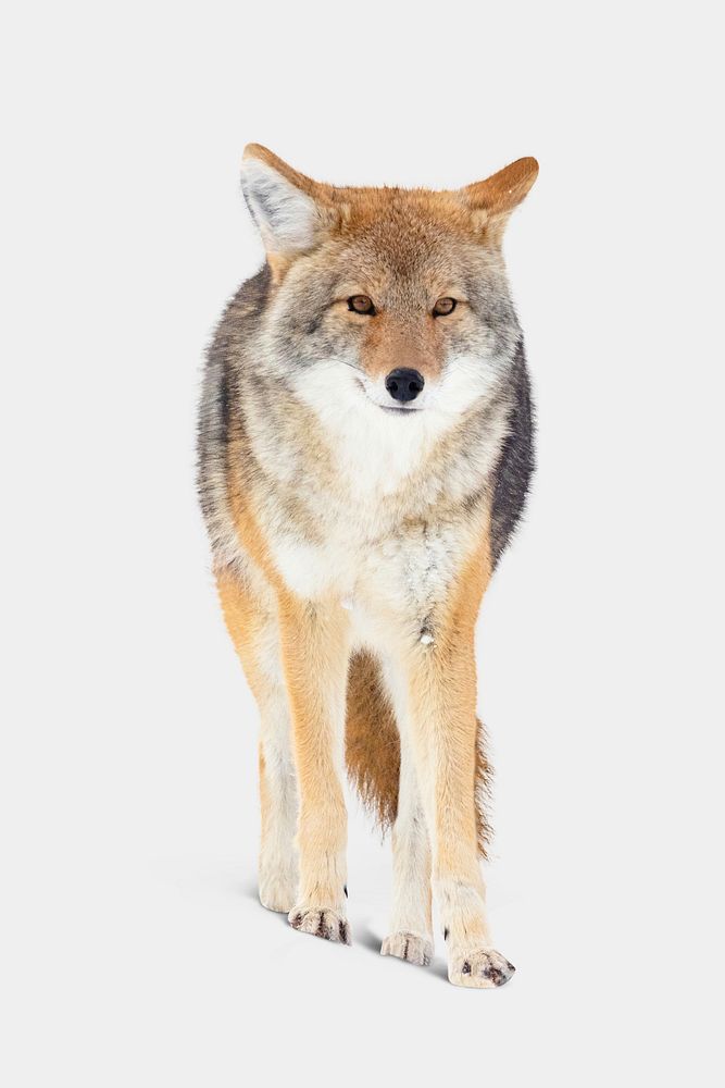 Fox isolated on white, real animal design