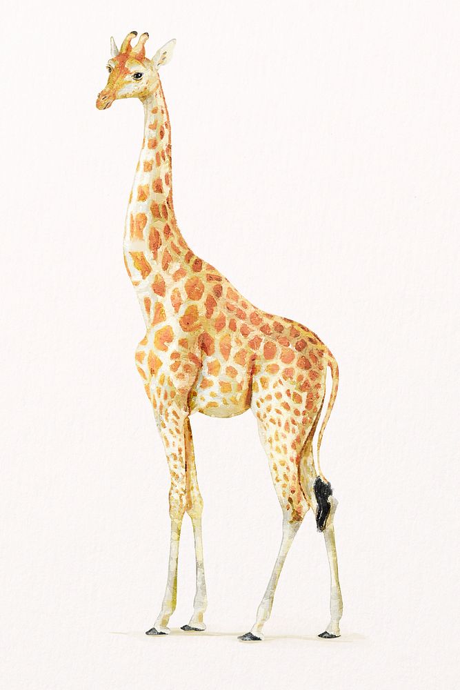 Watercolor giraffe illustration psd, animal painting