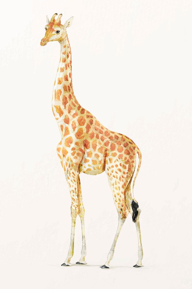 Watercolor giraffe illustration vector, animal painting