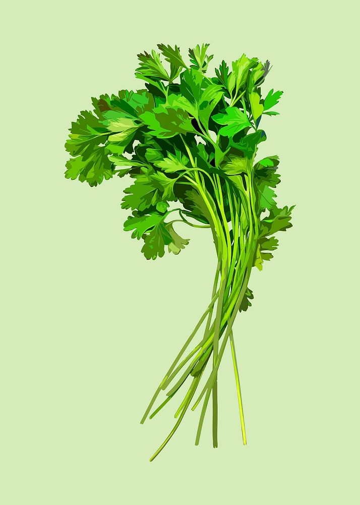 Coriander vegetable clipart, realistic illustration design