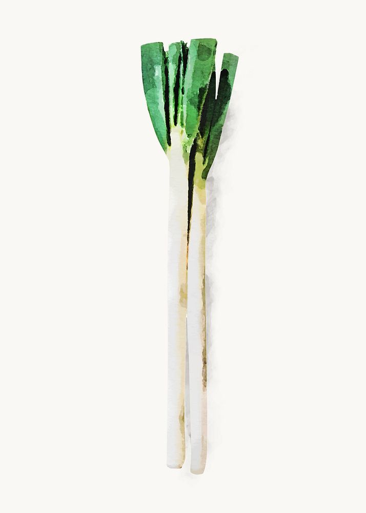 Watercolor leek clipart, vegetable illustration vector art