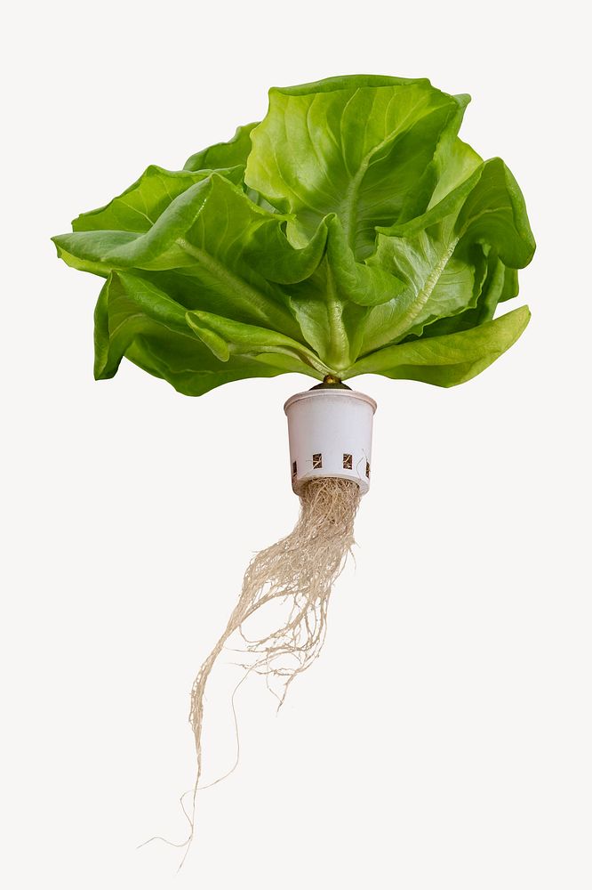 Hydroponic butterhead lettuce, soilless agriculture technology