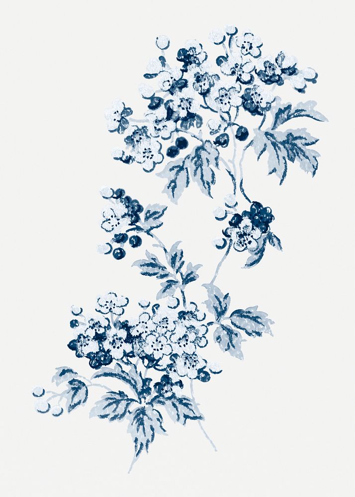 Blue verbena flower vintage botanical illustration