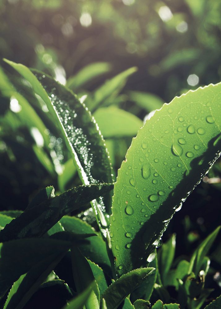 Organic tea leaves with dew drops background