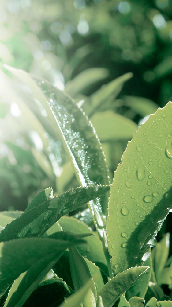 Organic leaves with dew drops background