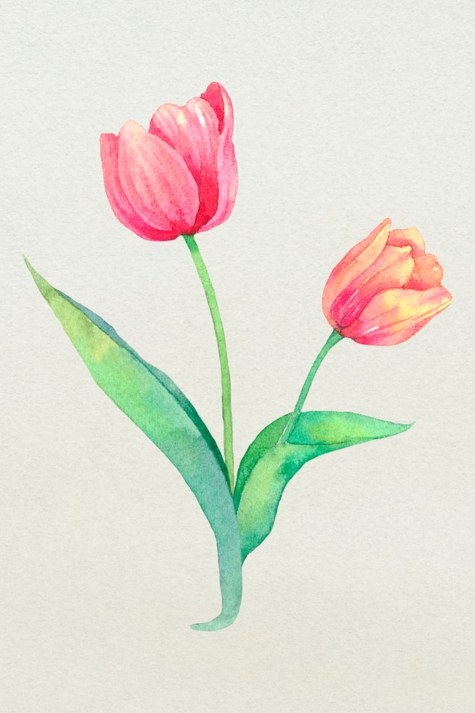 Easter tulip design element psd watercolor illustration