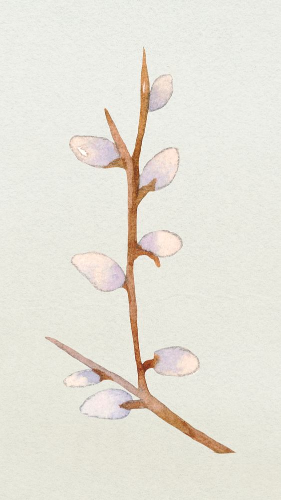 Easter pussy willow design element watercolor illustration