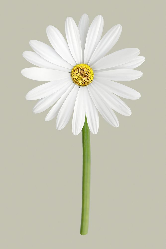 White daisy, flower collage element psd