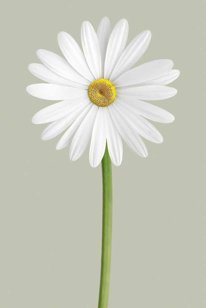 White daisy, spring flower clipart