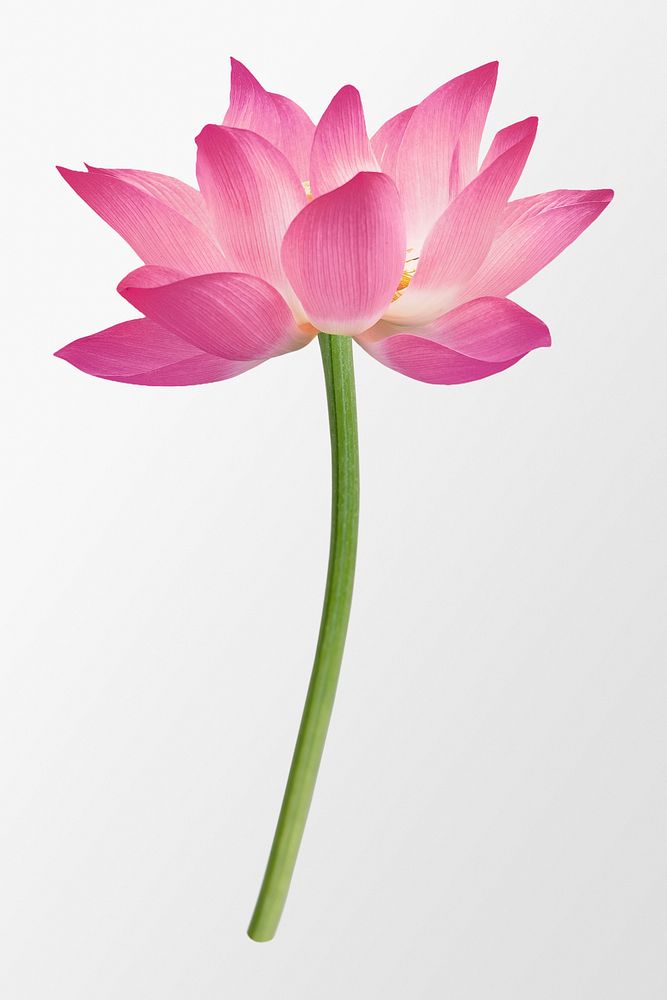 Pink lotus, flower collage element psd