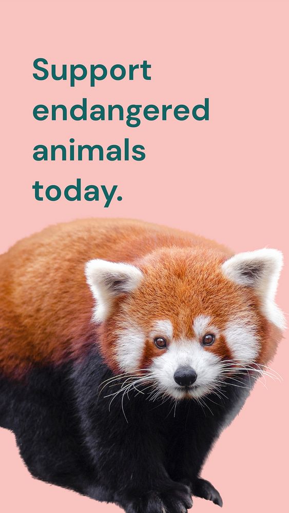 Animal conservation Facebook story template, red panda design vector
