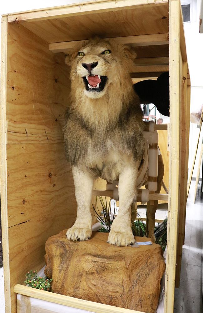 Taxidermy Lion Trophy Seized by U.S. Fish and Wildlife Service Miami. Original public domain image from Flickr