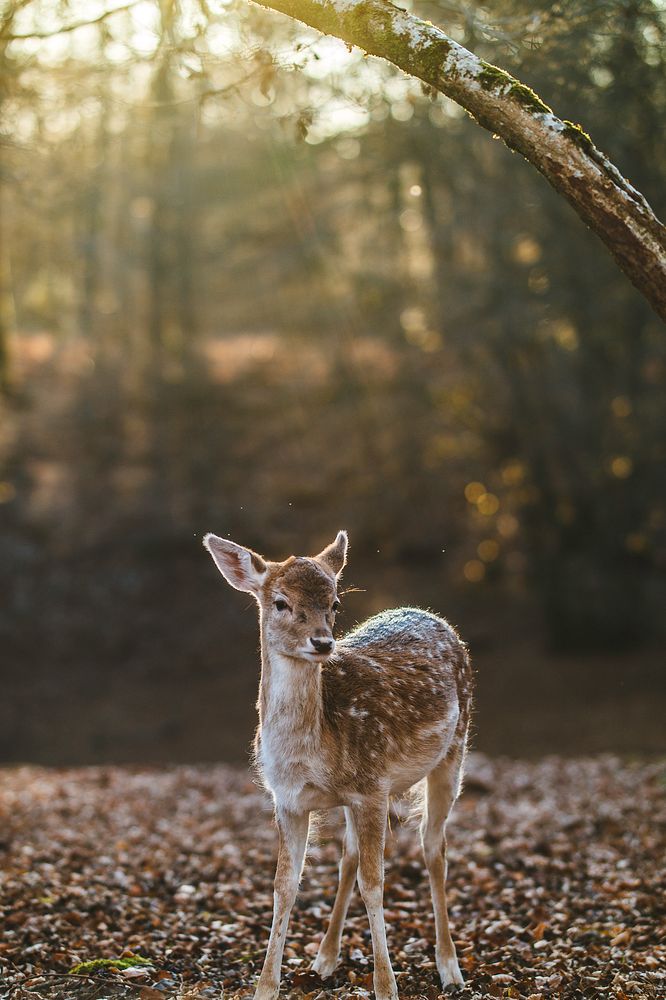 Fawn in the sunny forest. Original public domain image from Wikimedia Commons