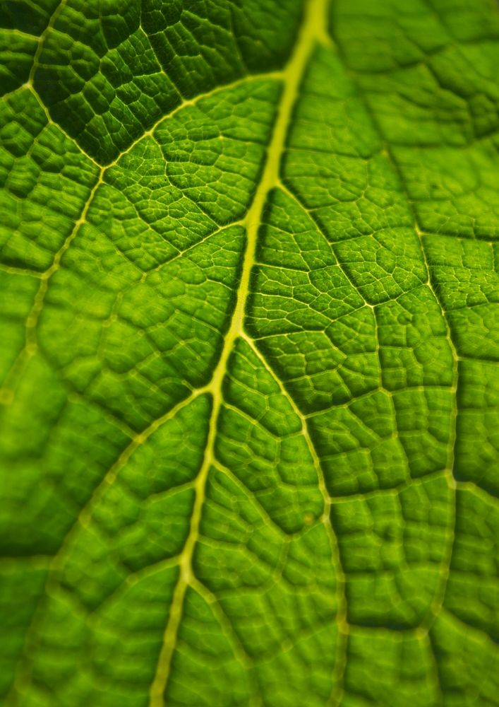 Leaf macro background, green nature design