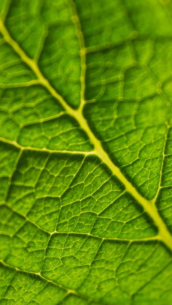 Leaf texture iPhone wallpaper, abstract background