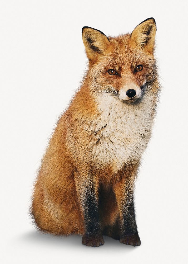 Brown fox isolated on white, real animal design psd