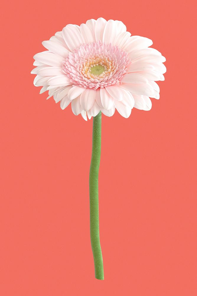 Pink gerbera daisy, flower collage element psd
