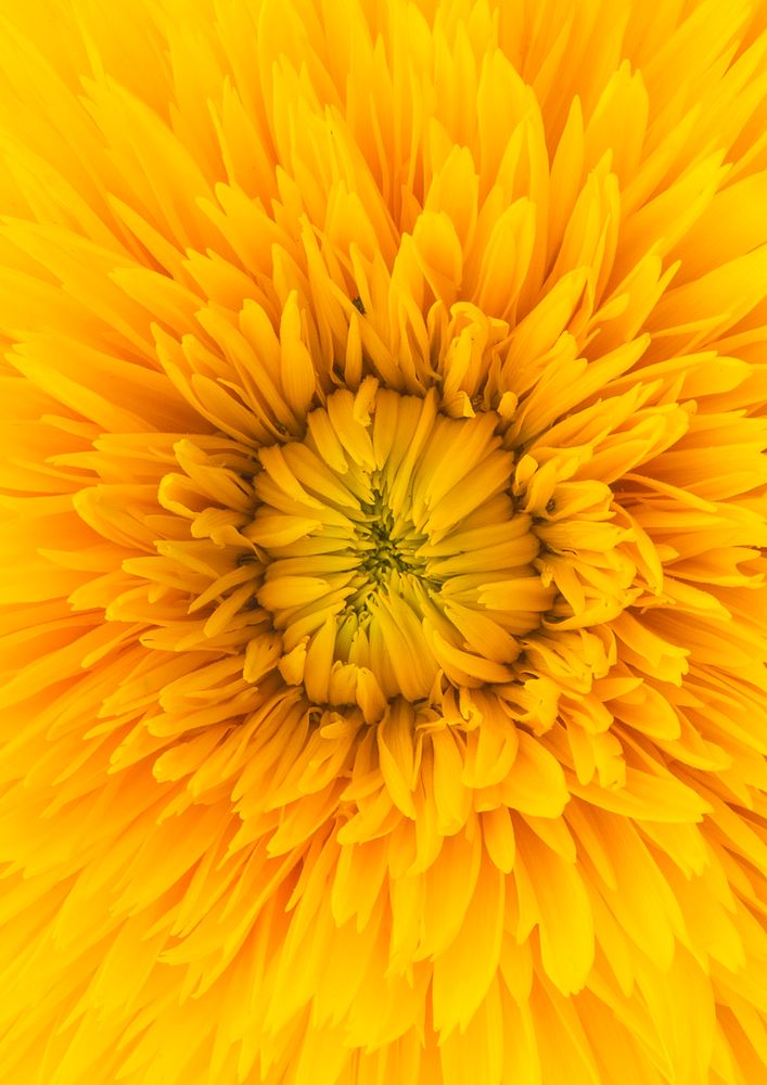 Yellow dahlia close up, flower background