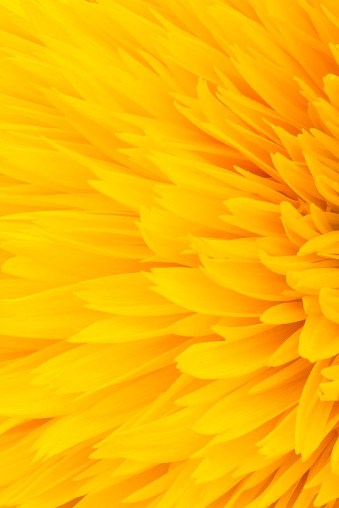 Yellow dahlia, flower close up background