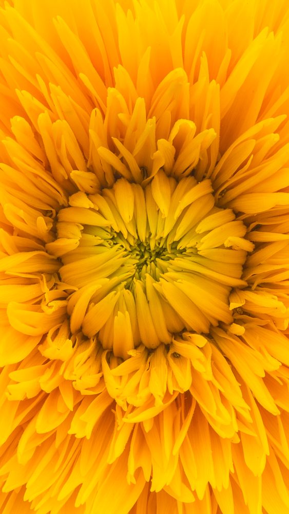 Yellow dahlia flower phone wallpaper, high definition background