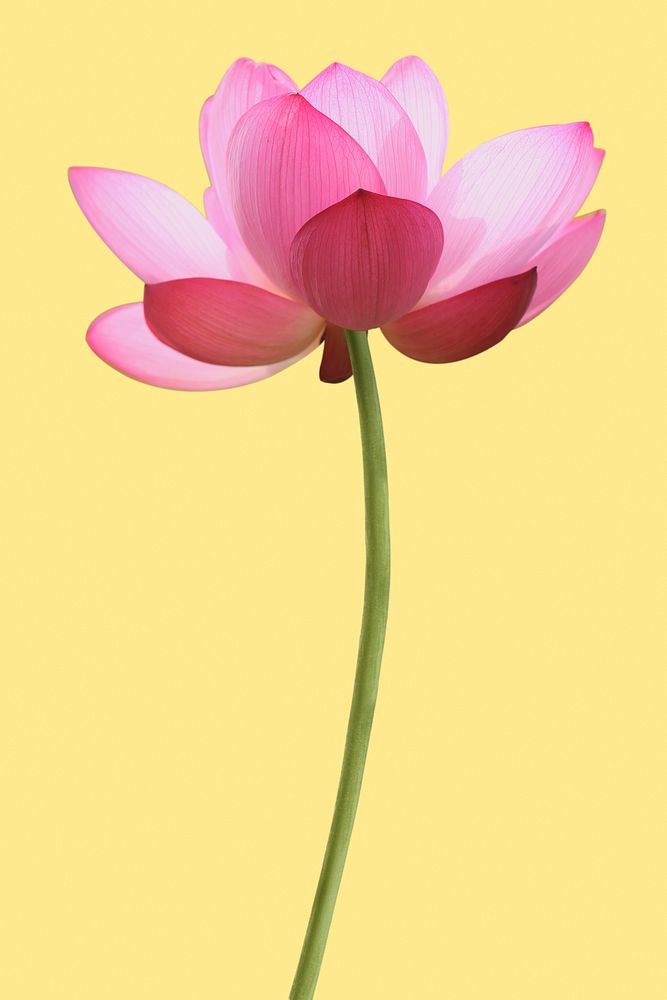 Pink Indian lotus, flower clipart