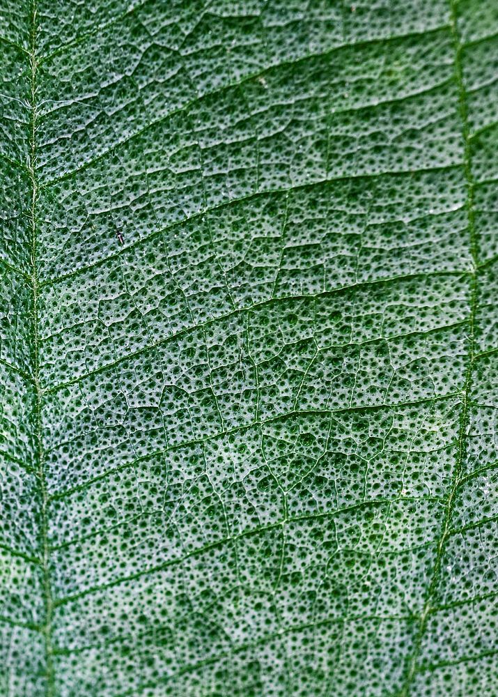 Green leaf background, close up botanical design