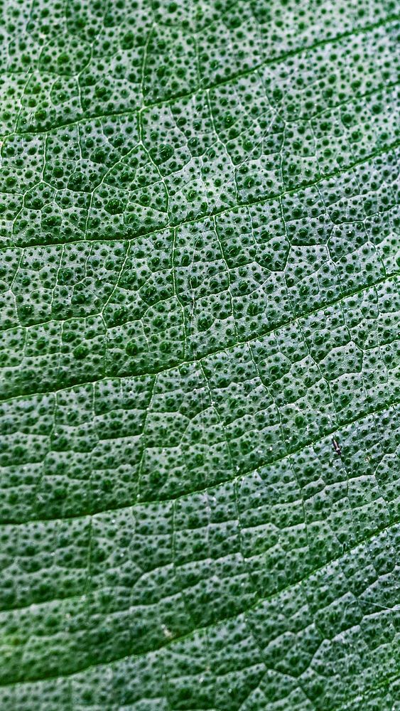 Leaf texture mobile wallpaper, aesthetic high definition background