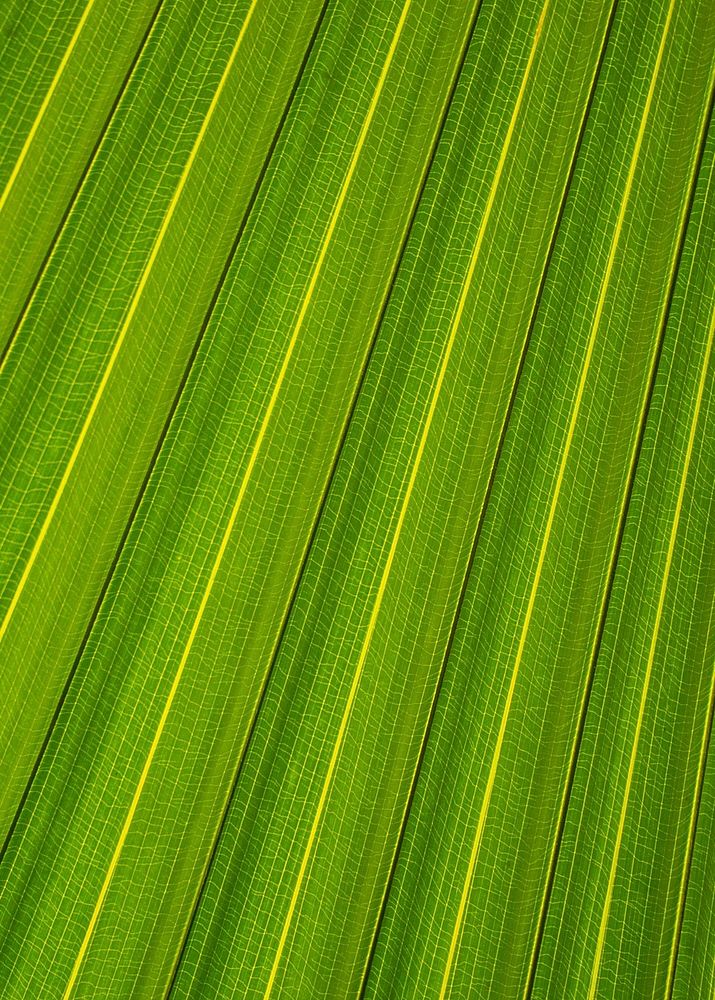 Palm leaf background, close up botanical design