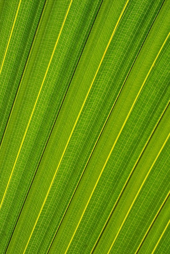 Palm leaf macro background, green botanical design