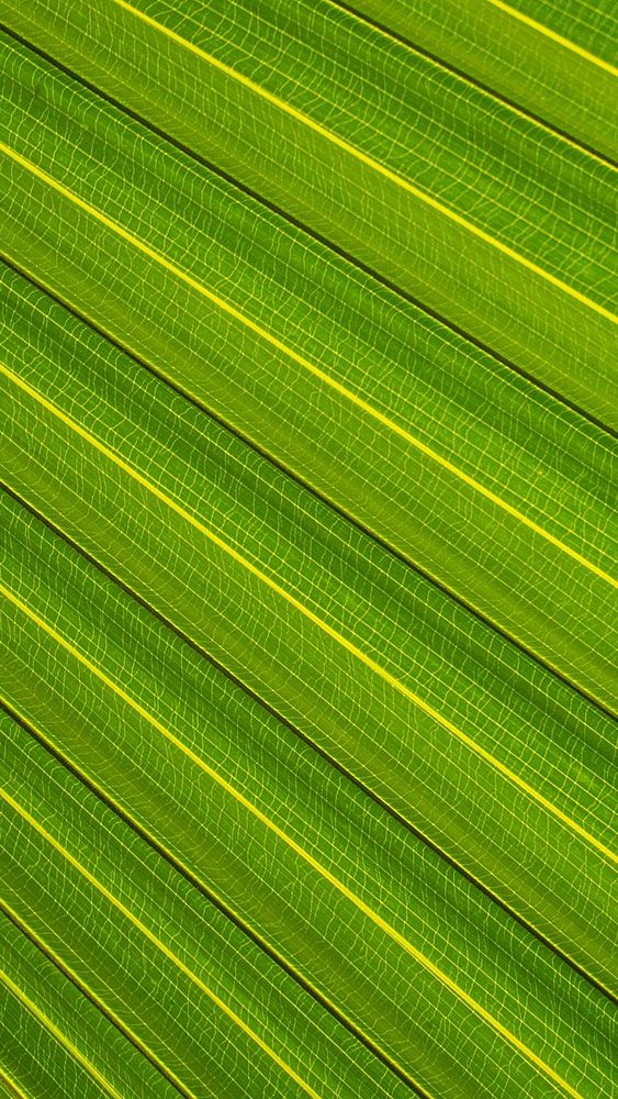 Palm leaf texture mobile wallpaper, nature background