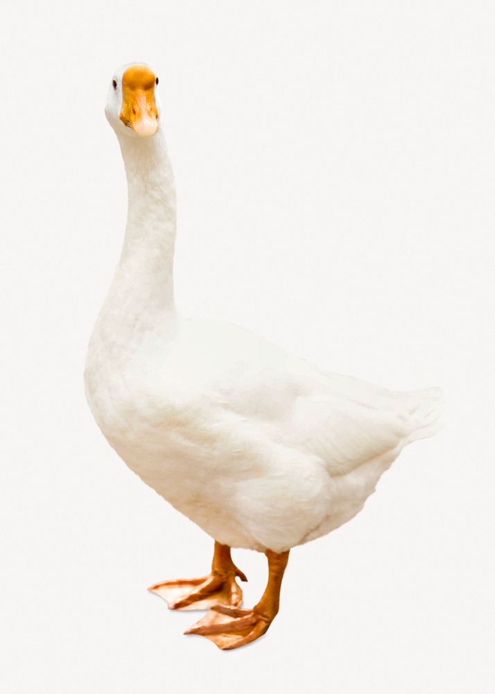 Cute duck isolated on white, real animal design psd