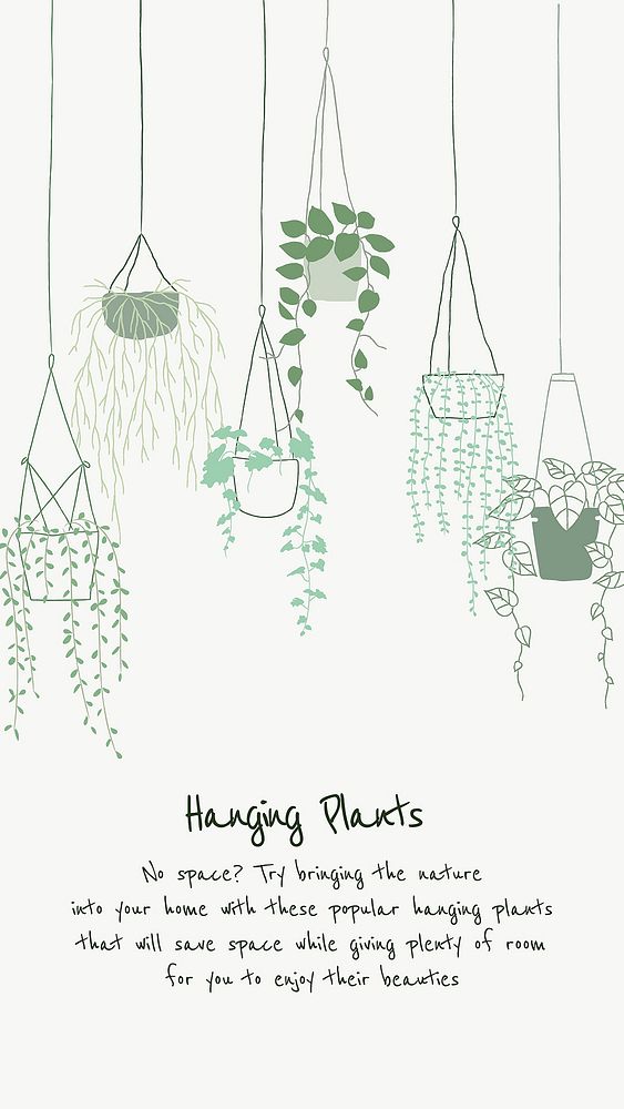 Hanging plant introduction to new plant parent