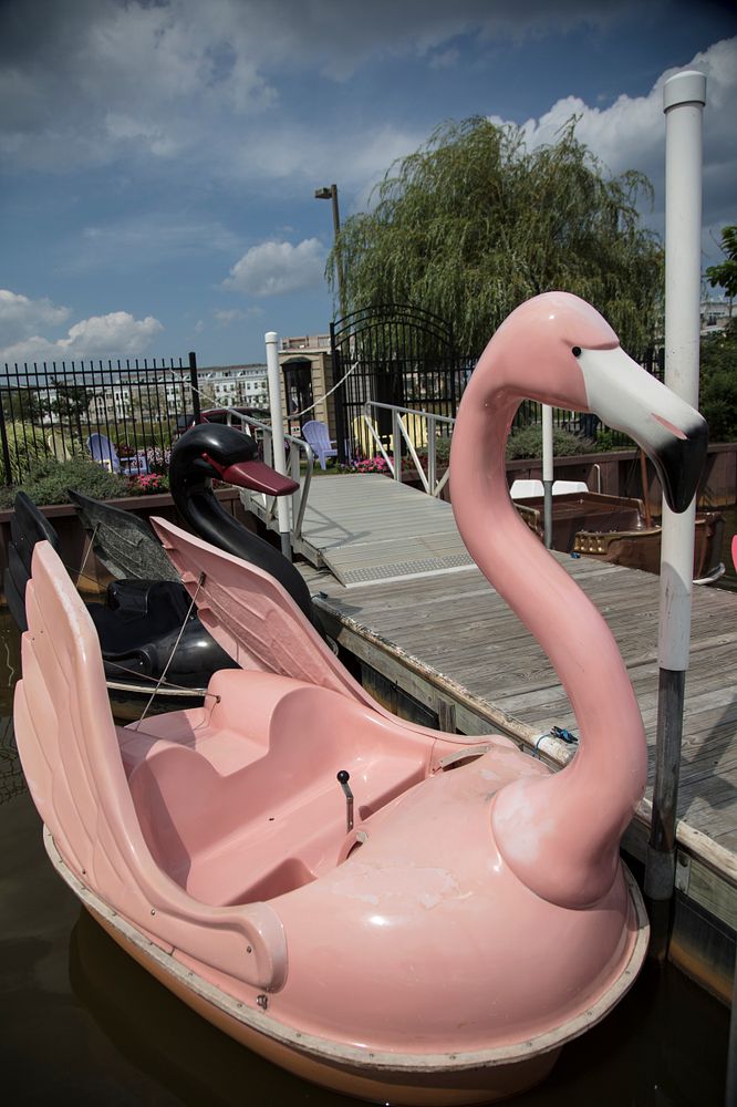 Paddle boat rides on Lake Wesley in the heart of Asbury Park, New Jersey