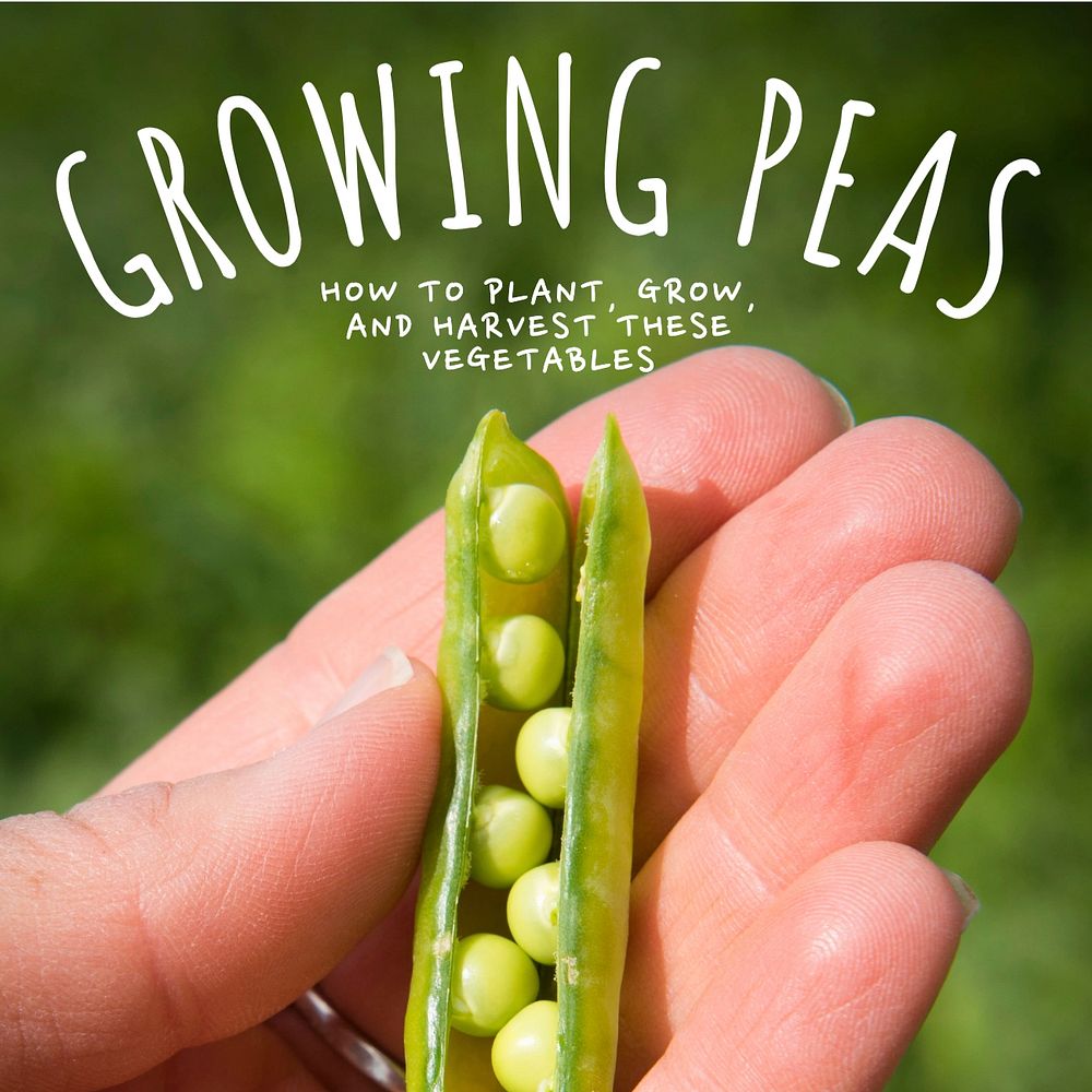 Growing peas Instagram post template, editable social media design