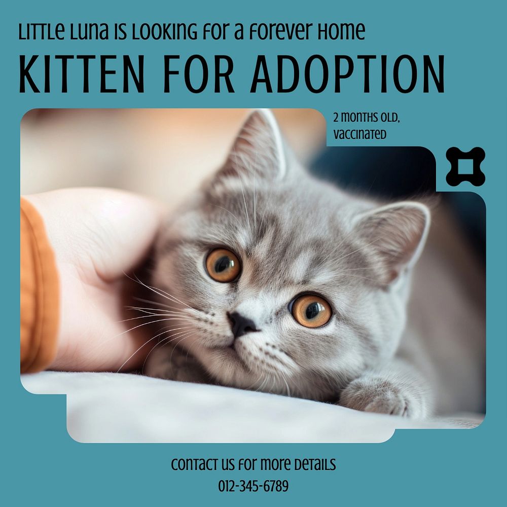 Kitten for adoption Instagram post template, editable social media design