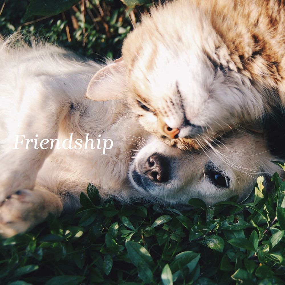 Cute pets Facebook post template, editable text