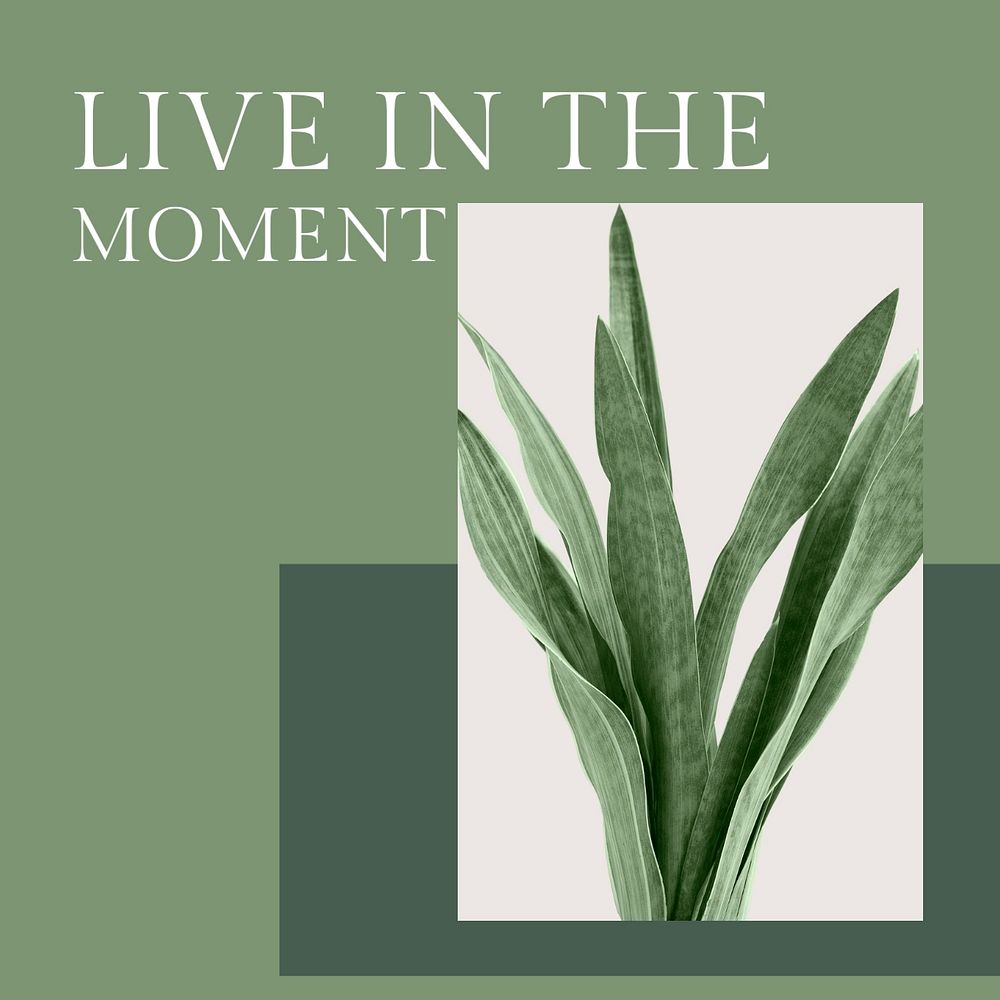Positive quote instagram post template, houseplants design, editable text